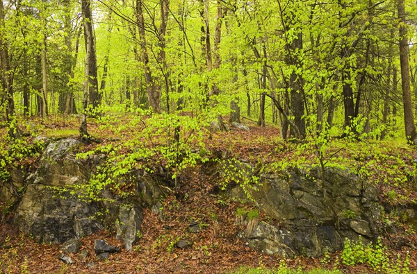 Forest in Bedford New York.