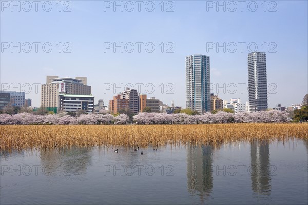 Pond with buildings in background. Photo : Lucas Lenci Photo