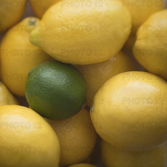 One lime amongst many lemons. Photo : Mike Kemp