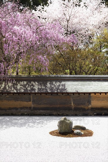 Japanese cherry trees. Photo : Lucas Lenci Photo