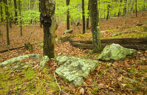 Forest in Ward Pound Ridge Reservation.