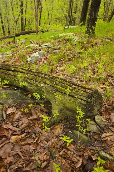 Forest in Ward Pound Ridge Reservation.