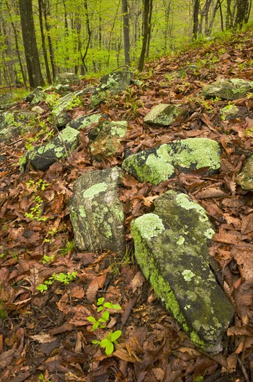Rocks on forest floor in Ward Pound Ridge Reservation.
