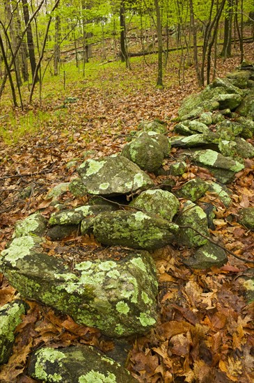 Rocks in Ward Pound Ridge Reservation.