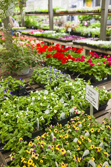 Garden flowers on display in greenhouse.