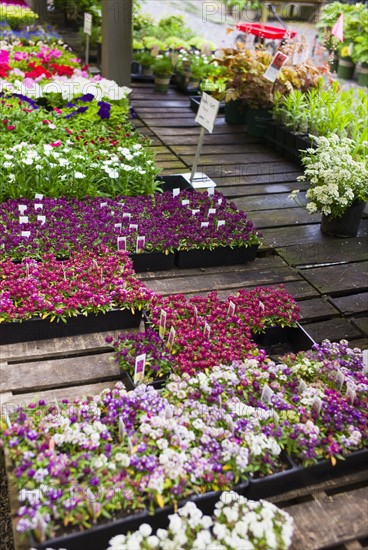 Garden flowers on display in greenhouse.