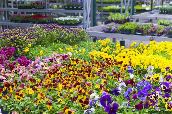 Garden flowers on display in greenhouse.