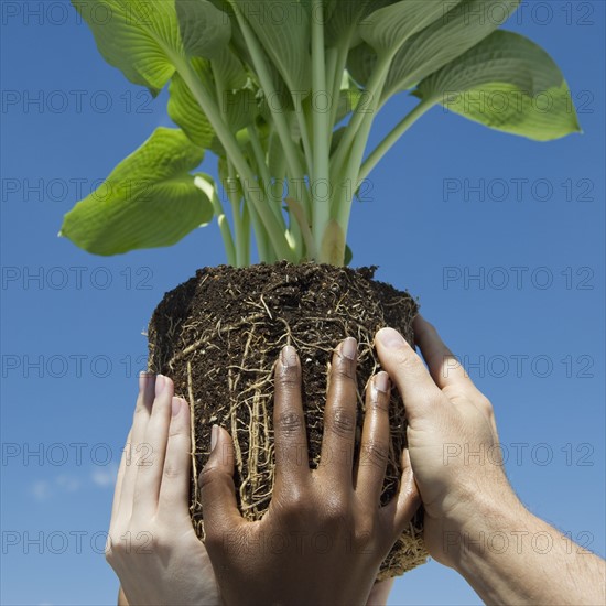 Hands holding plant in the air.