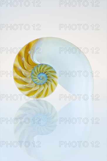 Nautilus shell.