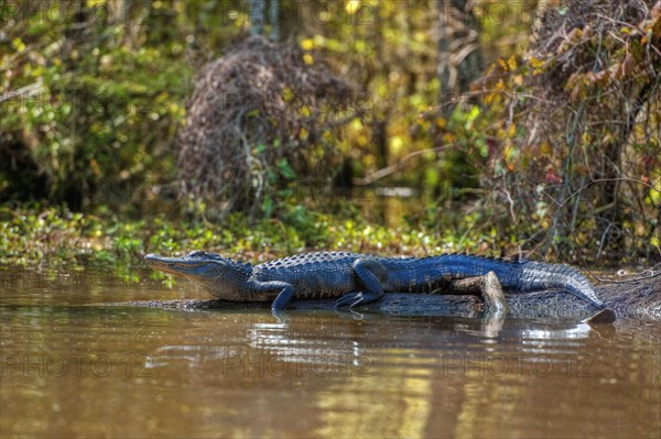 Small alligator in Honey Island swamp.