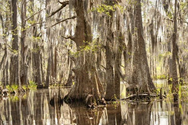 Honey Island Swamp in White Kitchen Nature Preserve.