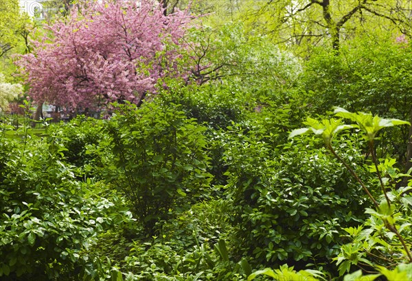 Green trees and cherry tree in Madison Square Park.