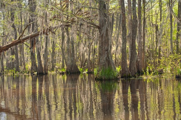 Honey Island Swamp in White Kitchen Nature Preserve.