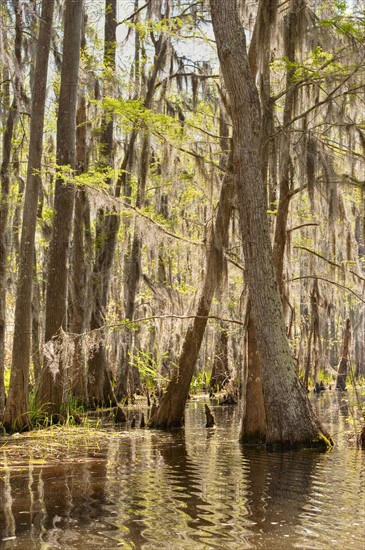 Honey Island Swamp in White Kitchen Nature Preserve.