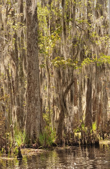 Honey Island Swamp in White Kitchen Nature Preserve.