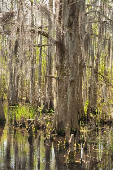 Honey Island Swamp in White Kitchen Nature Preserve.