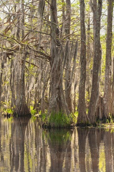 Honey Island Swamp in White Kitchen Nature Preserve.