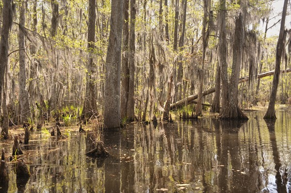 Honey Island Swamp in White Kitchen Nature Preserve.