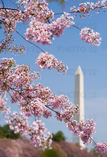 Cherry blossoms in front of Washington Monument.