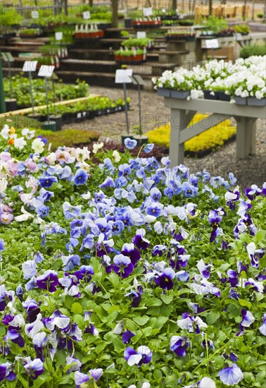 Garden flowers on display in greenhouse.