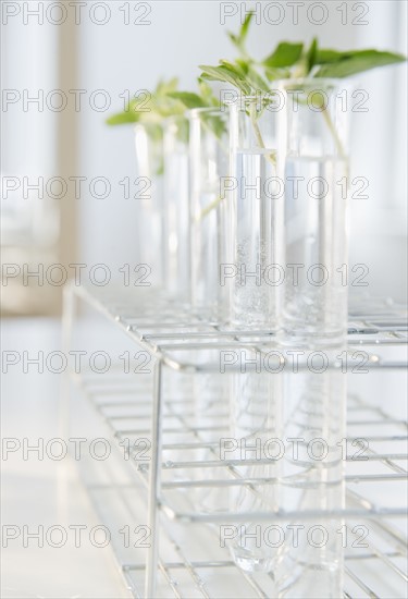 Herbs in test tubes. Photo : Jamie Grill