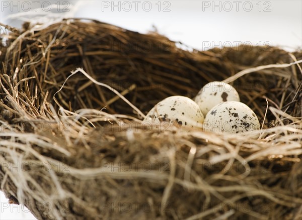Bird's eggs in a nest. Photo : Jamie Grill
