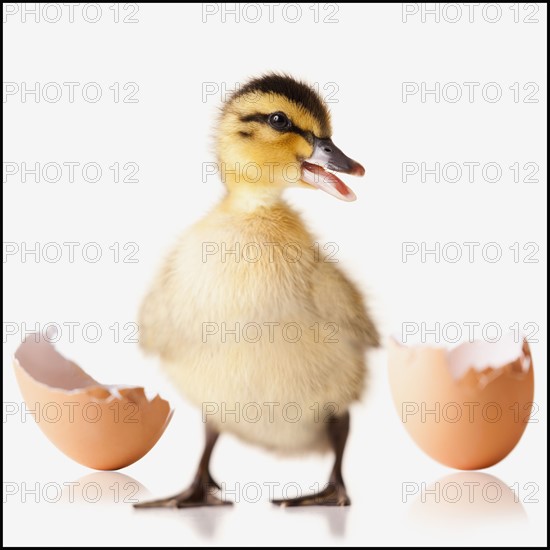 Freshly hatched chick beside broken egg shell. Photo : Mike Kemp