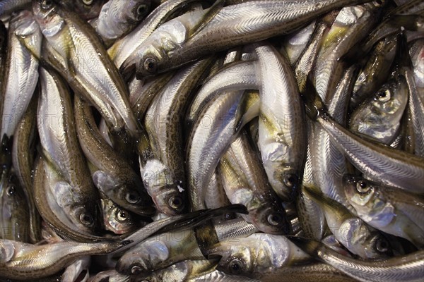 Raw fish on display in market. Photo : Lucas Lenci Photo