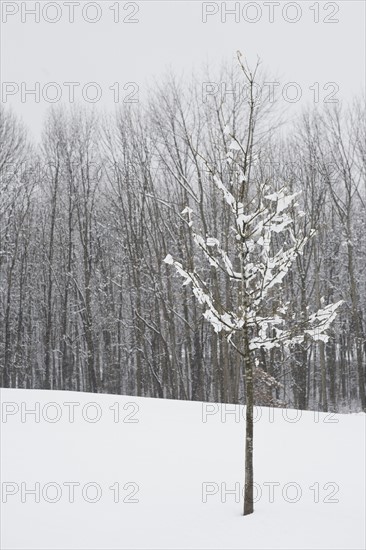 Bare trees in winter. Photo : Chris Hackett