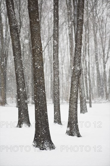 Trees on a snowy day. Photo : Chris Hackett