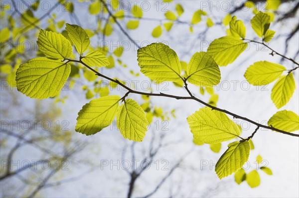 Green leaves on tree branches in spring. Photo : Chris Hackett