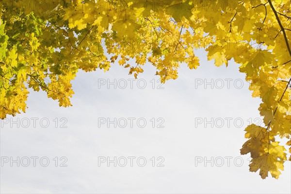 Golden leaves in autumn. Photo : Chris Hackett