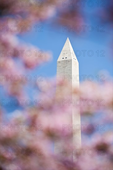 Cherry blossoms in front of Washington Monument.