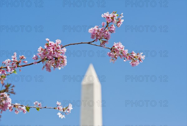 Cherry blossoms in front of Washington Monument.