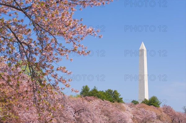 Cherry blossoms in front of Washington Monument.