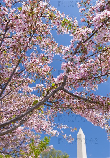 Cherry blossoms in front of Washington Monument.