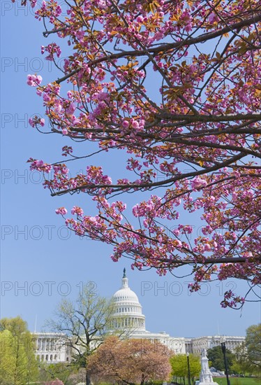 Cherry blossoms in front of Capitol building in Washington D.C..