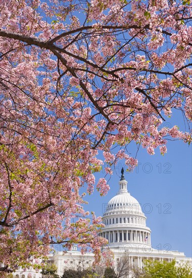 Cherry blossoms in front of Capitol building in Washington D.C..