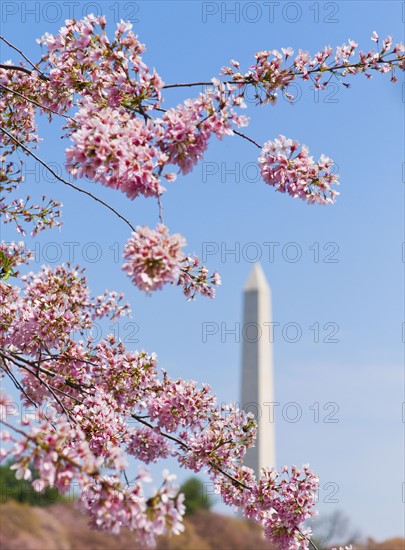 Cherry blossoms in front of Washington monument.