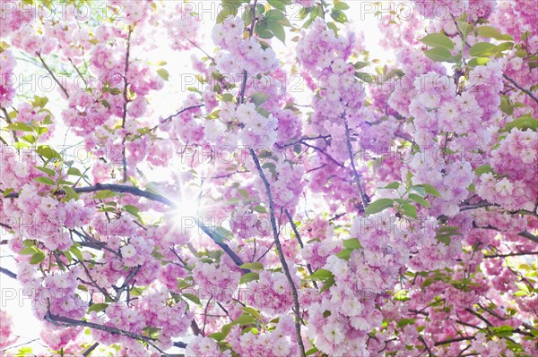 Sun shining through branches of cherry tree in spring.