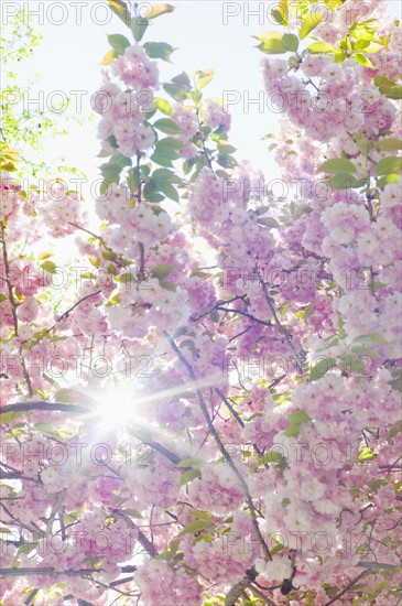 Sun shining through branches of cherry tree in spring.