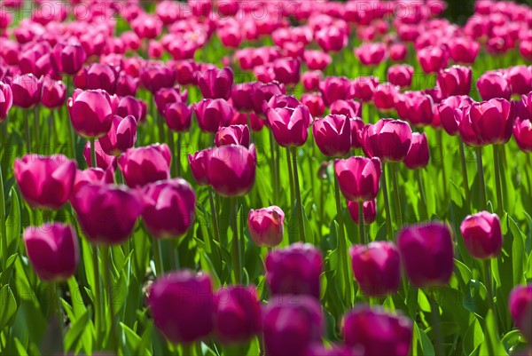 Pink tulips.