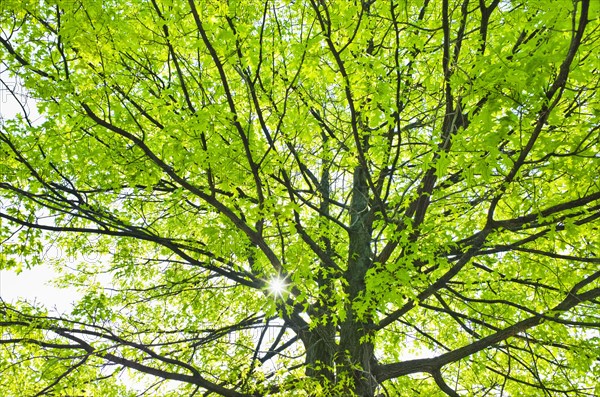 Sunlight shining through tree branches in spring.