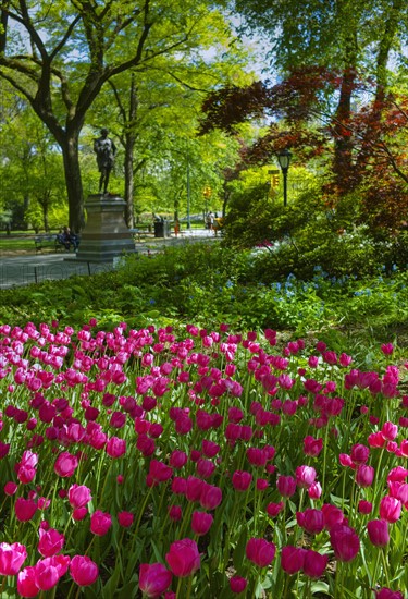 Tulips in Central Park.