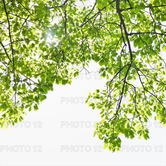 Sunlight shining through tree branches in spring.