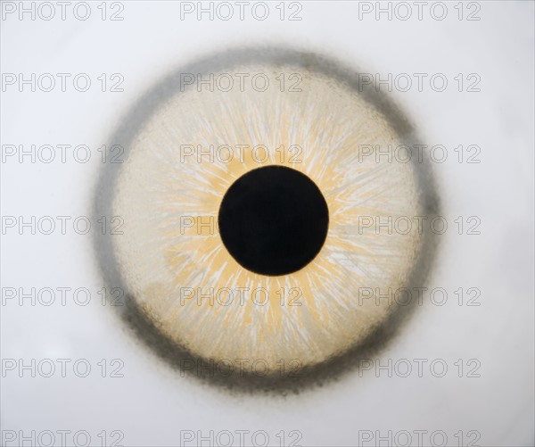 Studio shot of an eye.