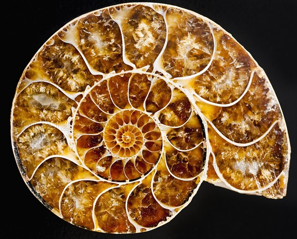 A nautilus shell.