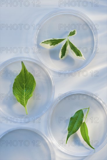 Leaves in Petri dishes.