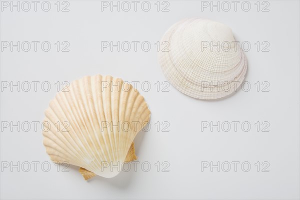 Sea shells. Photo : Chris Hackett