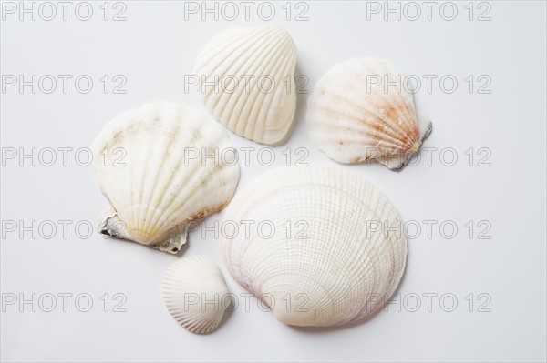 Sea shells. Photo : Chris Hackett